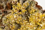 Wulfenite & Green Botryoidal Mimetite Association - Mexico #372088-1